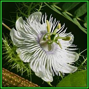 Passiflora subpeltata Seeds - Edible Fruit - Exotic Perennial Vine - New