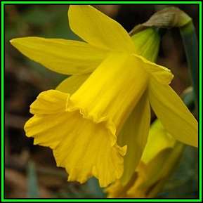 Narcissus obvallaris - 10 Seed Pack - Heirloom Exotic Perennial Bulb -Combined Shipping- New