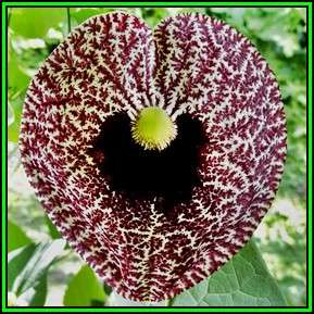 Aristolochia elegans - 5 Seed Pack - Exotic Evergreen Perennial Vine - Flat Ship Rate - New
