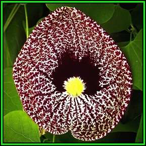 Aristolochia elegans Seeds - Exotic Evergreen Perennial Vine - Flat Ship Rate - New