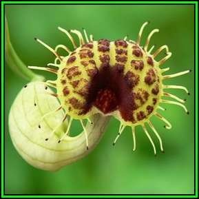 Aristolochia fimbriata Seeds - RARE Exotic Perennial Vine - Flat Ship Rate - New