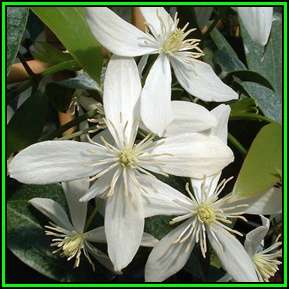 Clematis armandii - 5 Seed Pack - Evergreen Vine - Combined Global Shipping - New