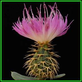 Centaurea sonchifolia - 11 Seed Pack - Perennial - Attracts Butterflies - Global Shipping - New