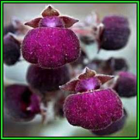 Calceolaria arachnoidea - 10 Seed Pack- Purple Lady's Purse - Exotic Perennial - New
