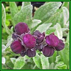 Calceolaria arachnoidea Seed - Purple Lady's Purse - Exotic Perennial - New