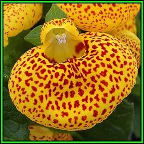 Calceolaria biflora - 10 Seed Pack- Purple Lady's Purse - Exotic Perennial - New