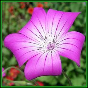 Agrostemma githago - Corncockle - 10 Seed Pack - Annual Cut Flower Attracts Butterflies - New