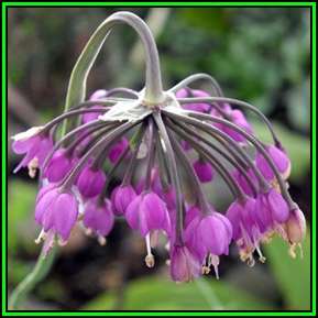 Allium cernuum - 5 Seed Pack - Edible Perennial Bulb -Insured Flat Ship Rate- New