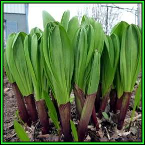 Allium victorialis - 10 Seed Pack - Edible Perennial Bulb -Insured Flat Ship Rate- New