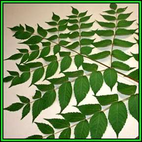 Aralia elata - Japanese Angelica Tree - Edible - 5 Seed Pack - Flat Ship Rate - New