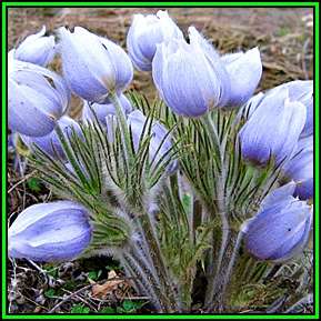 Anemone patens wolfgangiana - 5 Seed Pack - Exotic Perennial Bulb -Insured Flat Ship Rate- New