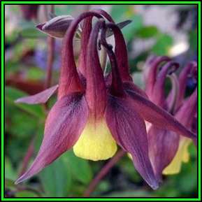 Aquilegia oxysepala - Oriental Columbine - 10 Seed Pack - Exotic Rare Perennial Cut Flowers - New