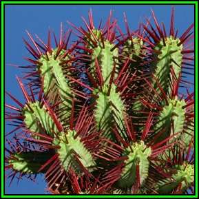 Euphorbia enopla - 5 Seed Pack - Pincushion Euphorbia - Indigenous Endemic Succulent - NEW