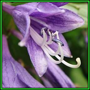 Hosta longipes - 5 Seed Pack - Shade Indoor Shrub - Flat Ship Rate - New