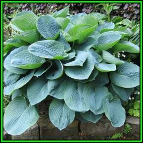 Hosta sieboldiana Seeds - Shade Indoor Shrub - Flat Ship Rate - New