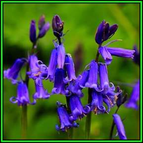 Hyacinthoides non-scripta Seeds - Exotic Perennial Bulb -Combined Shipping- New