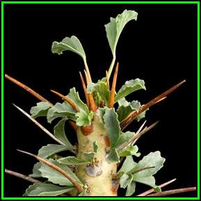 Sarcocaulon crassicaule - 5 Seed Pack - Indigenous Succulent - Combined Shipping, NEW