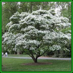 Chionanthus virginicus - White Fringe Tree - 10 Seed Pack - Combined Shipping - NEW - Shrub