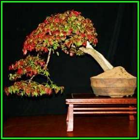 Euonymus alatus - Burning Bush Bonsai Seeds - NEW