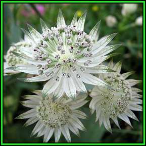 Astrantia major - Great Masterwort Seeds - Perennial Cut Flower Medicinal - New