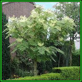 Aralia elata Seeds - Japanese Angelica Tree - Edible - Flat Ship Rate - New