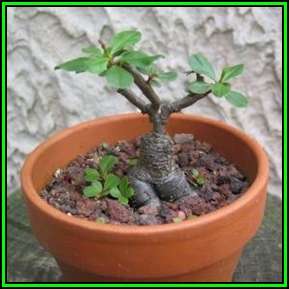 Talinum paniculatum - 5 Seed Pack - Medicinal Caudiciform Succulent Bonsai - New