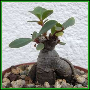 Talinum paniculatum Seeds - Medicinal Caudiciform Succulent Bonsai - New