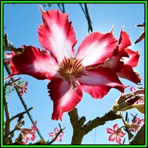 Adenium multiflorum Seeds - Indigenous Succulent Bonsai Shrub Tree - Combined Global Shipping - NEW