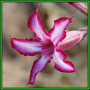 Adenium multiflorum - 5 Seed Pack - Indigenous Succulent Bonsai Shrub - Combined Global Shipping NEW