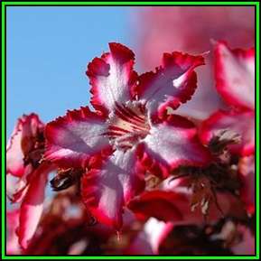 Adenium multiflorum 10 Seed Pack - Indigenous Succulent Bonsai Shrub - Combined Global Shipping NEW