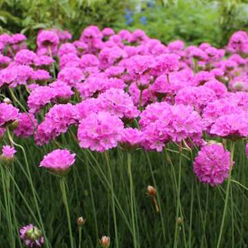 50 Moss Verbena Seeds - Verbena tenuisecta Seeds - Perennial