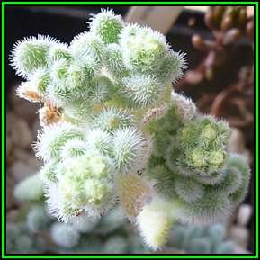 Anacampseros albiflora Seeds - Indigenous Succulent - Worldwide Shipping, NEW