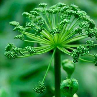 100 Garden Angelica, Wild Celery - Angelica archangelica Seeds - Perennial Edible Herb Seeds