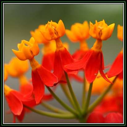 Asclepias curassavica - 25 Seed Pack - Evergreen Perennial Flowering Butterfly Shrub - New