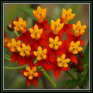 Asclepias curassavica Seeds - Evergreen Perennial Flowering Butterfly Shrub - New