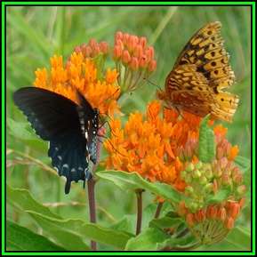 Asclepias tuberosa - 4 Seed Pack - Evergreen Perennial Flowering Butterfly Shrub - New