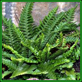 Asplenium marinum - Sea Spleenwort - 15 Spore Pack - Exotic Fern - Flat Ship Rate - New
