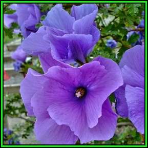 Lilac Hibiscus - Alyogyne huegelii - 10 Seed Pack - Exotic Perennial Flowering Shrub - New