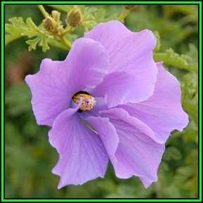Alyogyne huegelii - Lilac Hibiscus Seeds - Exotic Perennial Flowering Shrub - New