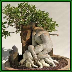 Fockea edulis - 2 Seed Pack - Indigenous Caudiciform South African Endemic Succulents - NEW