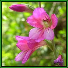Gladiolus communis Seeds - Exotic Perennial Bulb - Cut Flowers - New