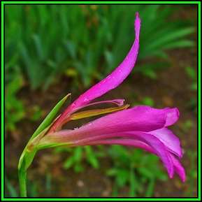 Gladiolus italicus Seeds - Exotic Perennial Bulb - Cut Flowers - New