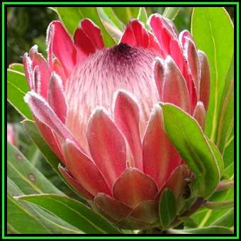 Protea roupelliae - 10 Seed Pack - Indigenous Endemic Perennial Cut Flower Fynbos Shrub Tree, New