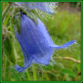Campanula barbata - Bearded Bellflower - 10 Seed Pack - Exotic Perennial -Combined Shipping- New