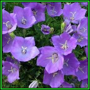 Campanula carpatica - Carpathian Bellflower - 250 Seed Pack - Exotic Perennial - Groundcover - New