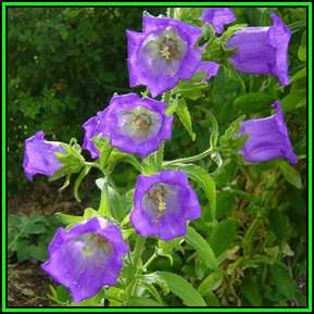 Campanula medium - Canterbury Bells - 100 Seed Pack - Exotic Perennial -Flat Ship Rate- New