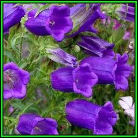 Campanula medium - Canterbury Bells Seeds - Exotic Perennial -Flat Ship Rate- New