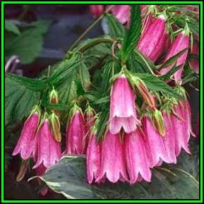 Campanula punctata - Spotted Bellflower - 5 Seed Pack - Exotic Perennial - Cut Flower - New