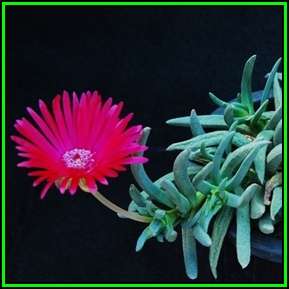 Cephalophyllum cupreum Seeds - Indigenous Succulent Mesemb - Combined Global Shipping - NEW