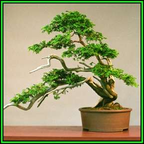 Chamaecyparis obtusa - Japanese White Cedar, Hinoki Cypress -10 Seed Pack + FREE Bonsai EBook - New